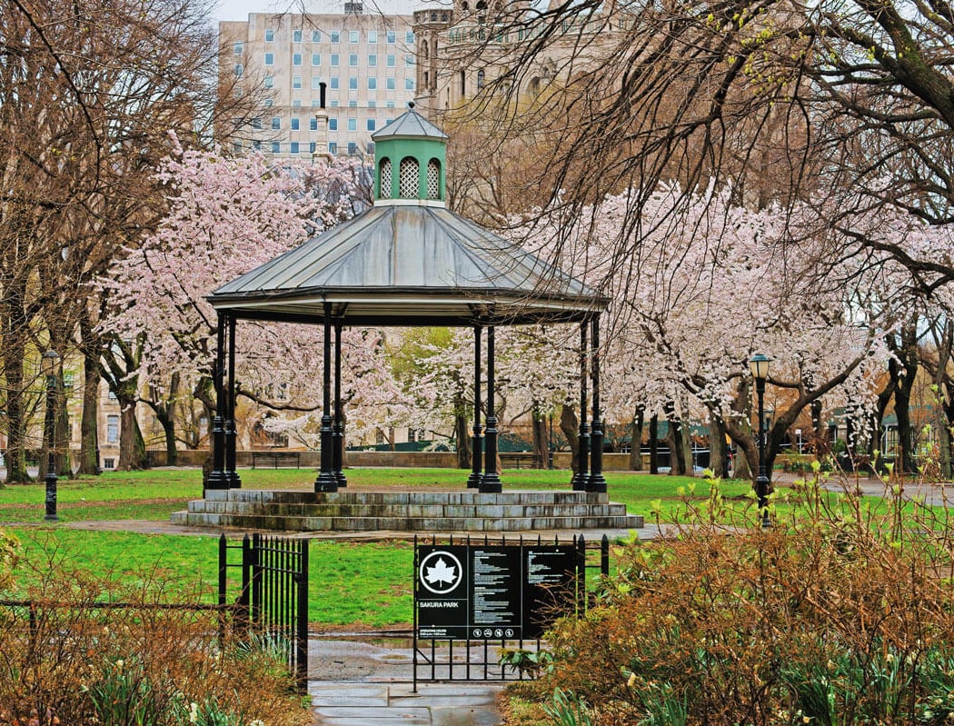 Sakura Park 1