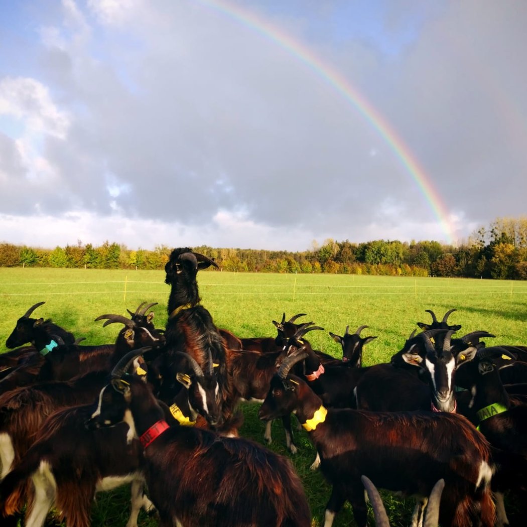 Visite de la ferme Kermadeleine rando fourchette 1