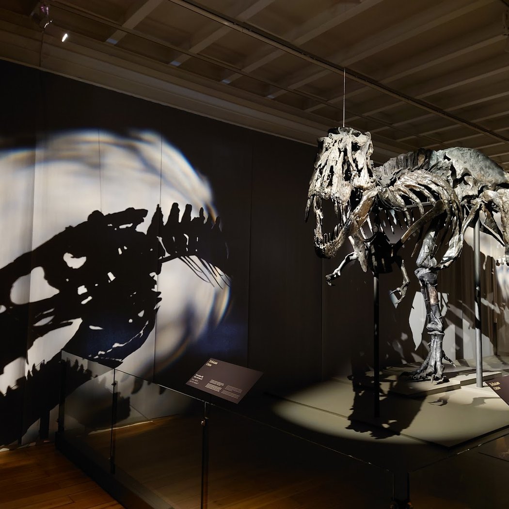 FossilFestival 1