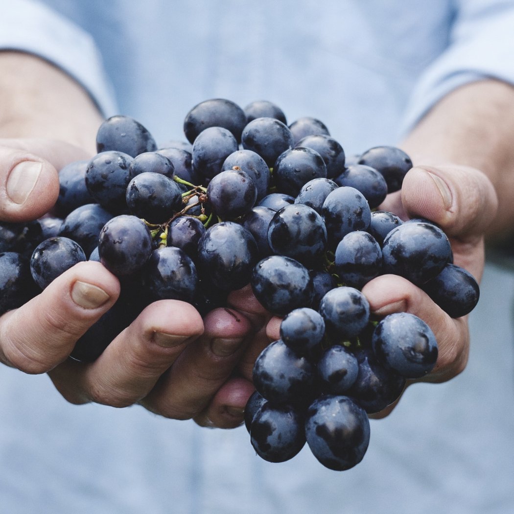 Lapide Wine Grape and Juice 1