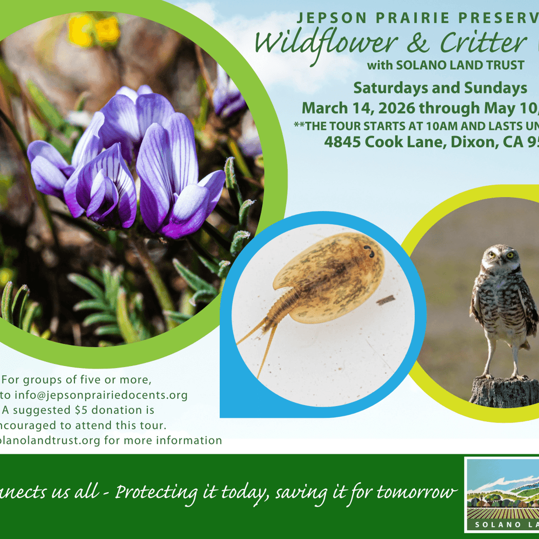 Jepson Prairie Preserve - Wildflower & Critter Walk Tour 1