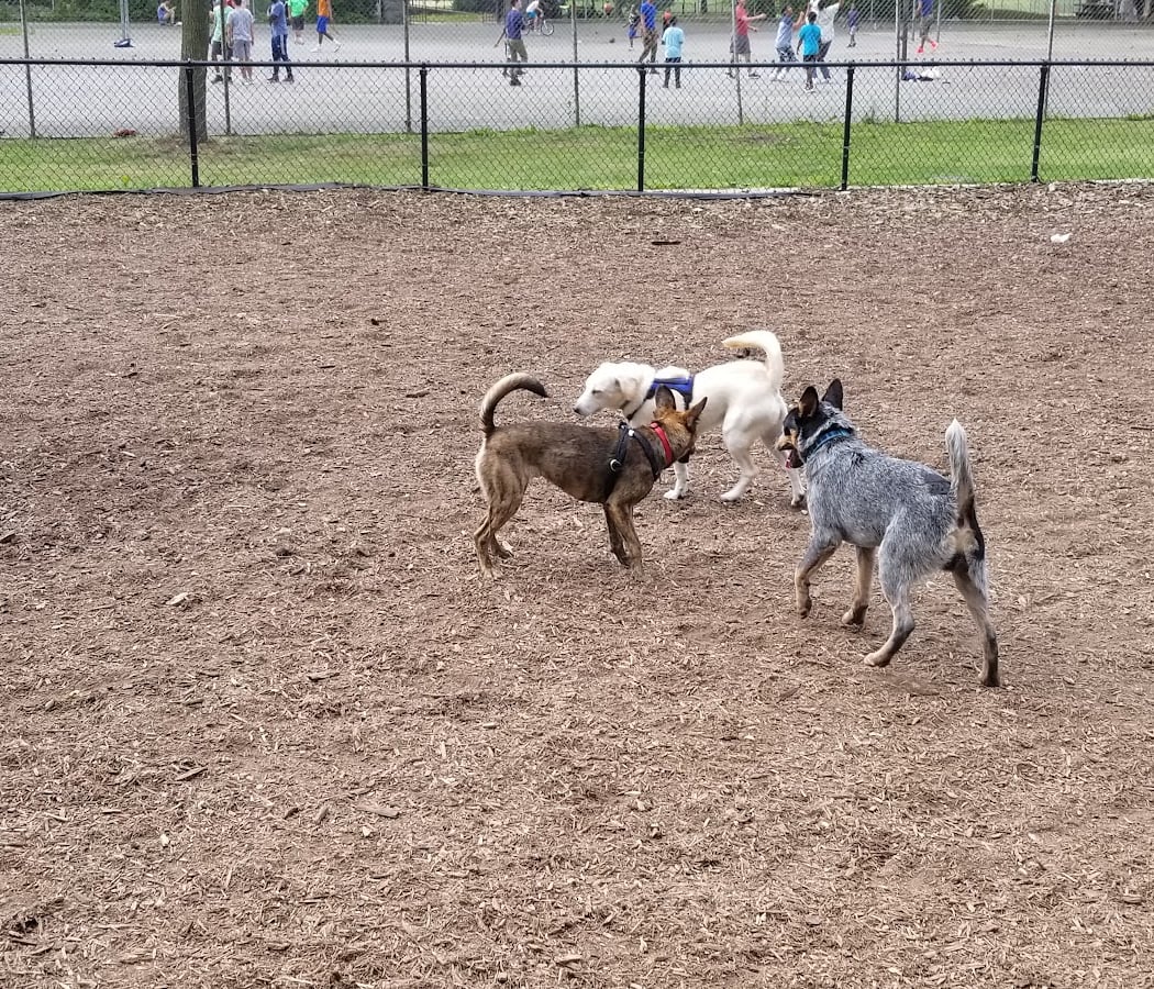 Cunningham Park Dog Run 2