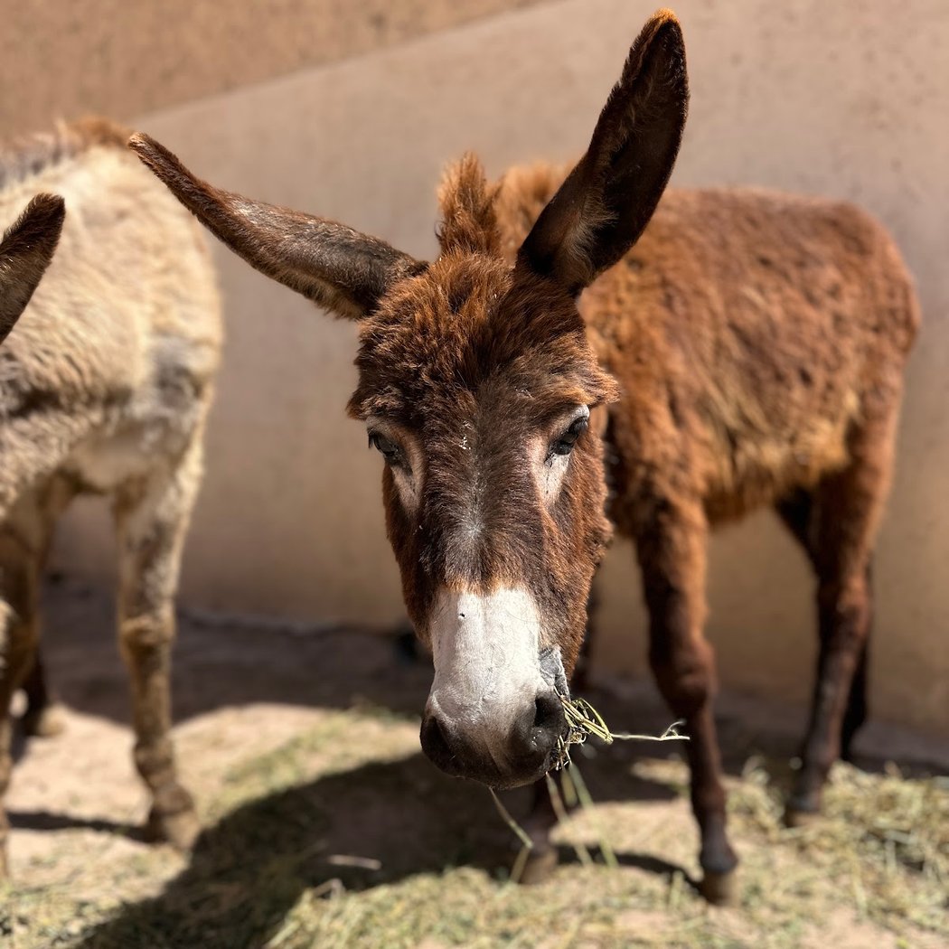Jarjeer Mule And Donkey Refuge 3