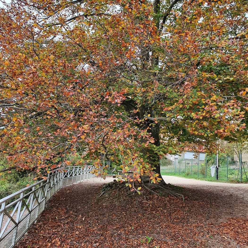 Forêt Domaniale de la Reine 2