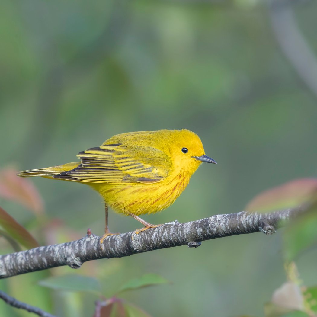 Spring Bird Migration Preview 1
