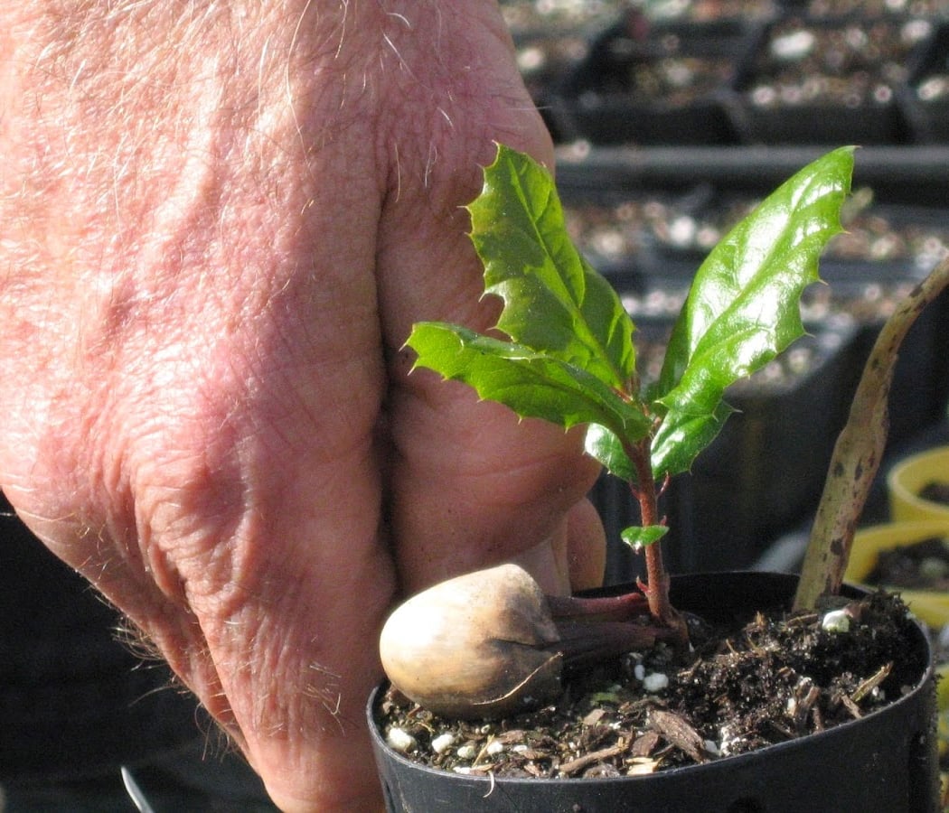 Oaktown Native Plant Nursery 3