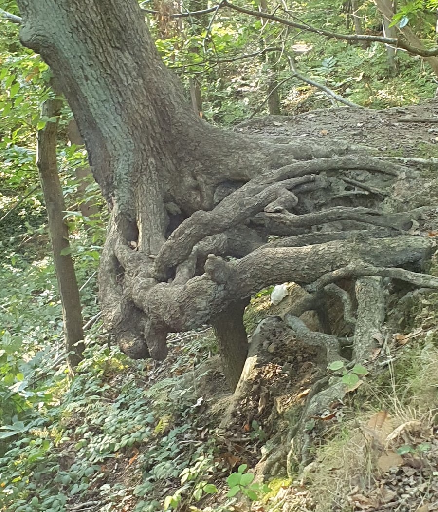 Promenade en Forêt 2