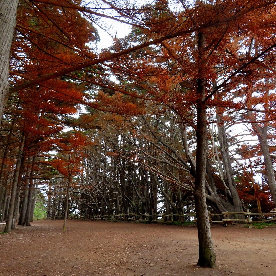 Seal Cove Cypress Tree Tunnel 3