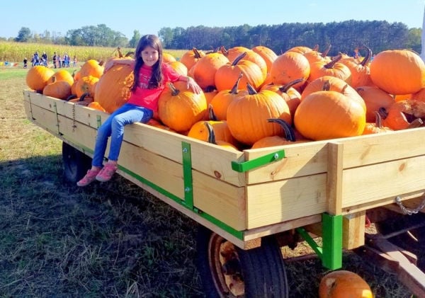 Joyer Adventure Farm Fall Fun