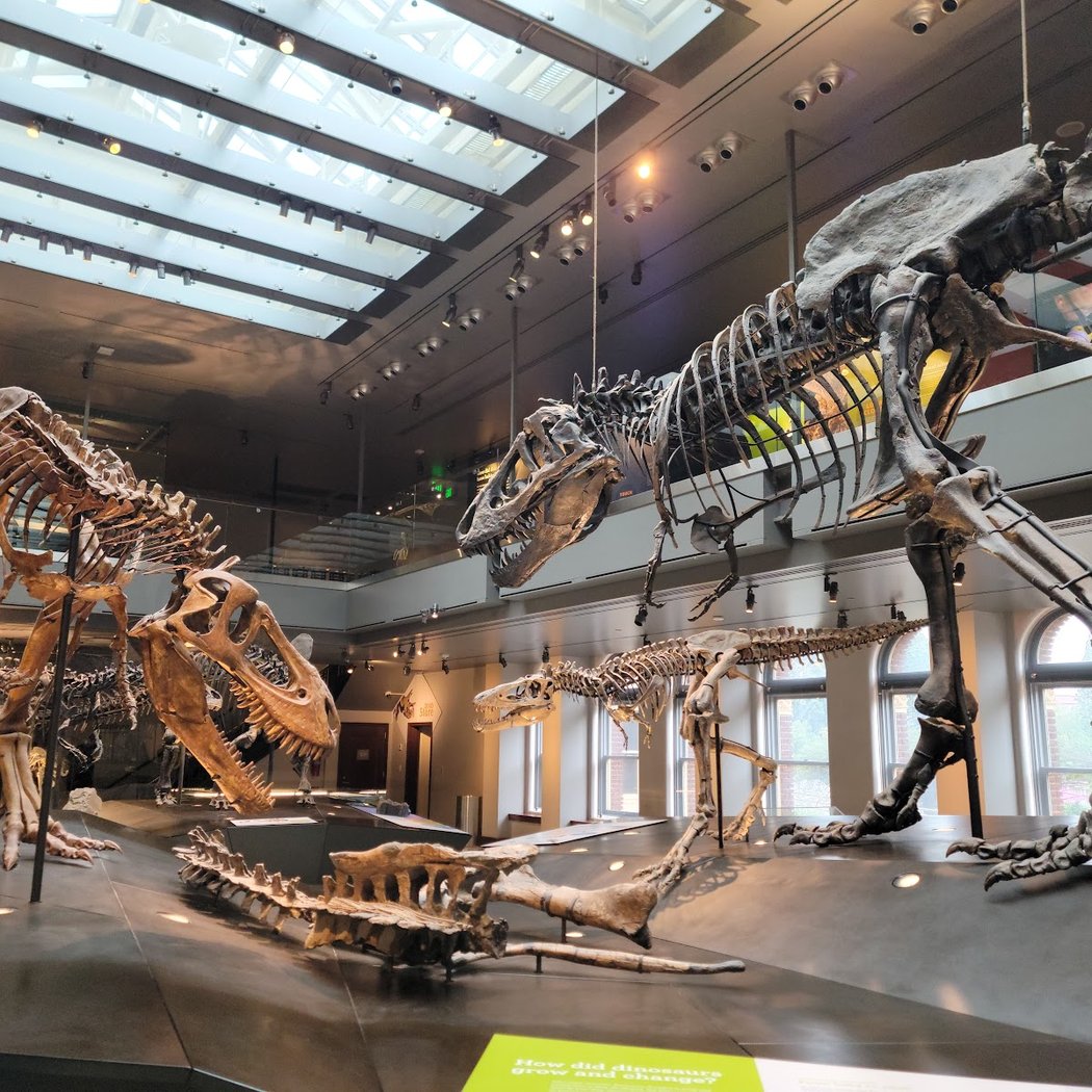 Kick-Off at NHM: Soccer Connections 2