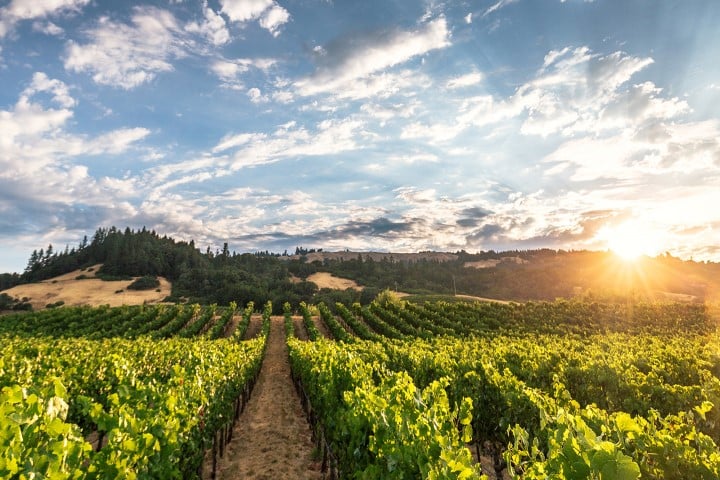 Auteur Wines 1