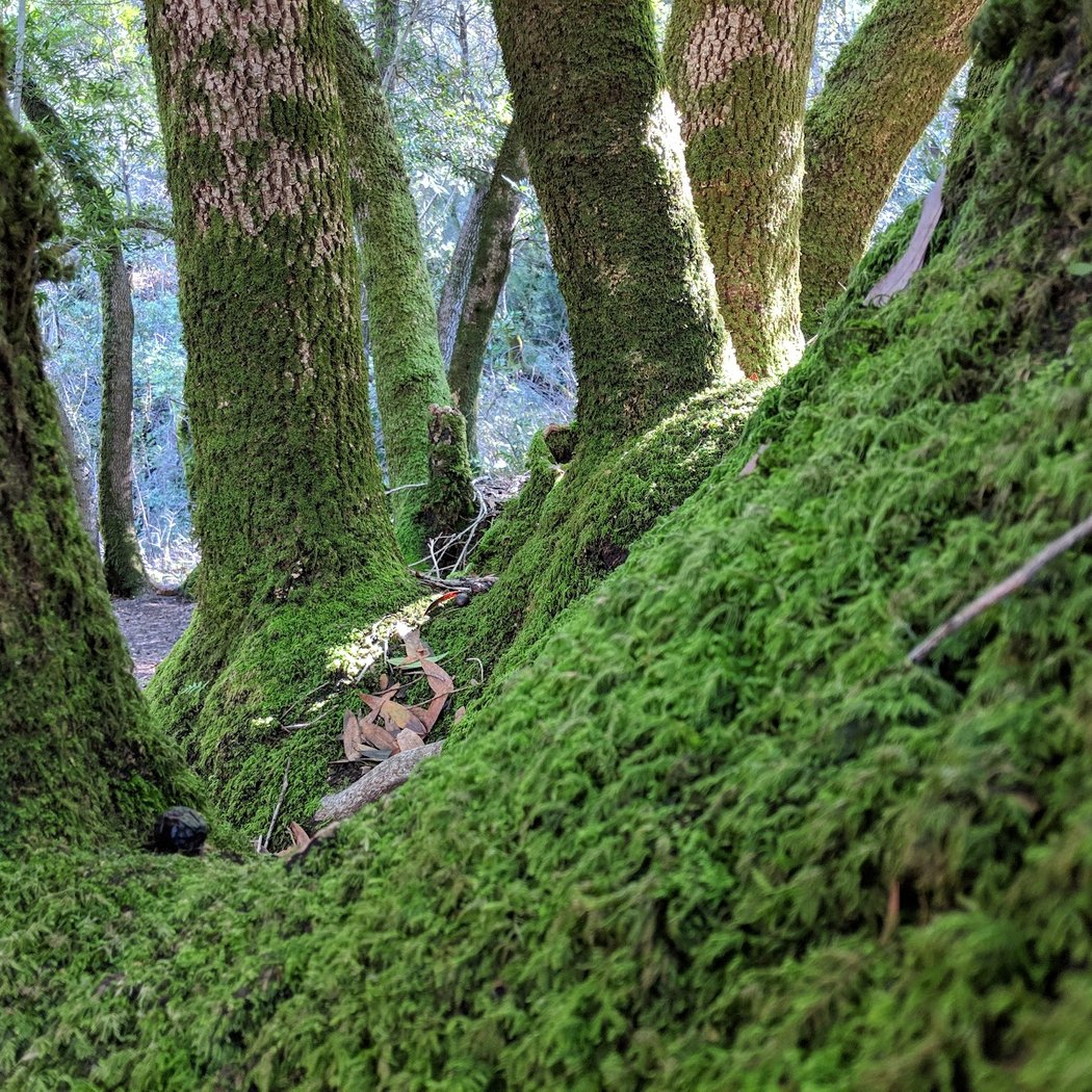 Fern Loop Trail 1