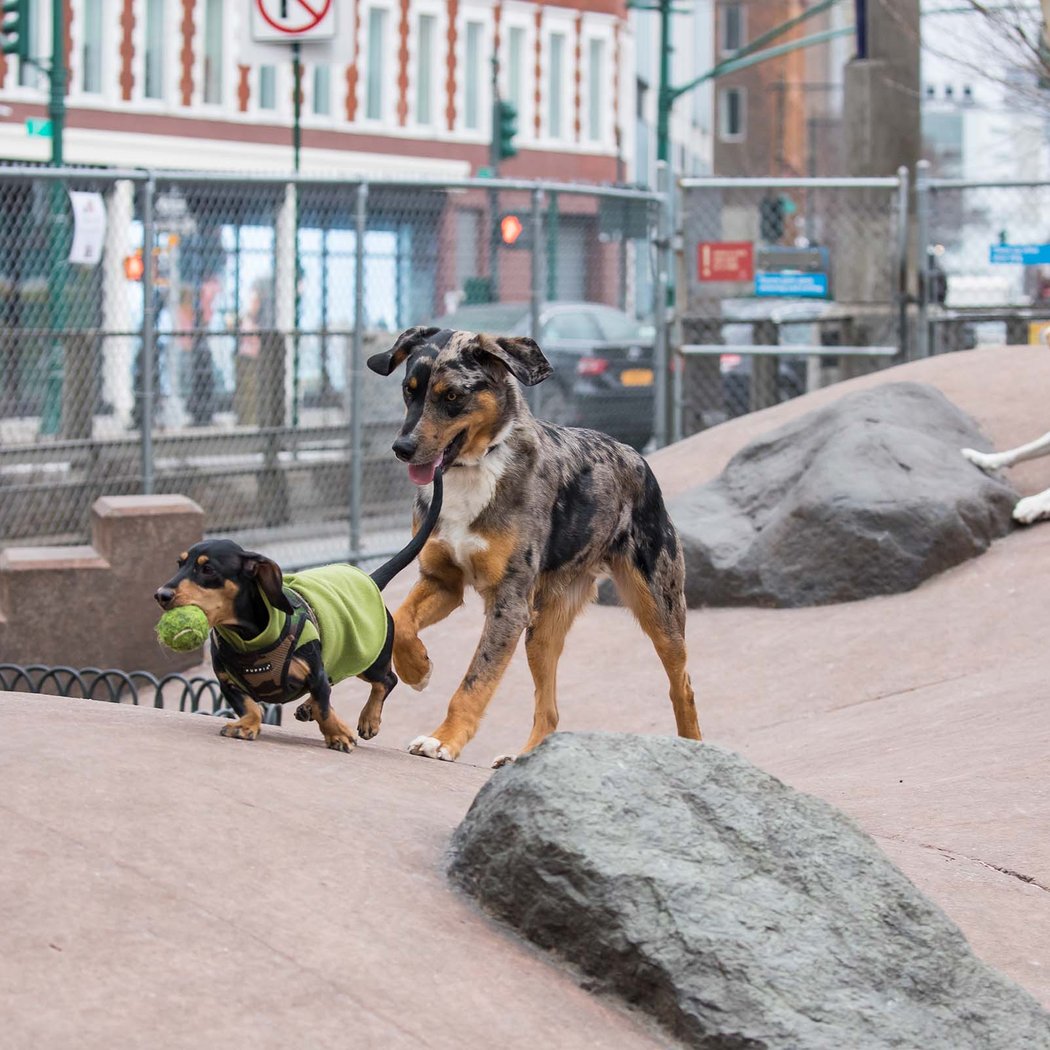 Chelsea Waterside Dog Park 2