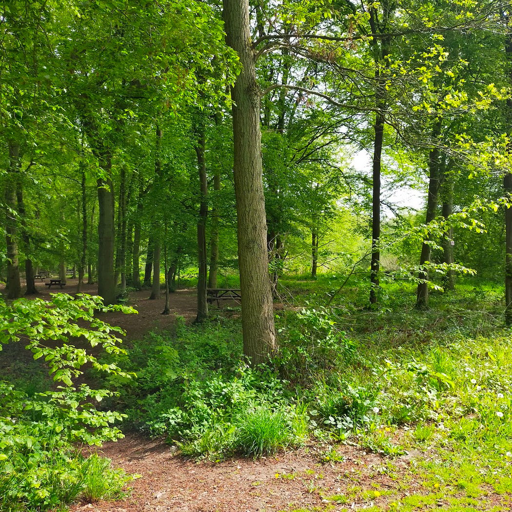 Forêt de Phalempin 2