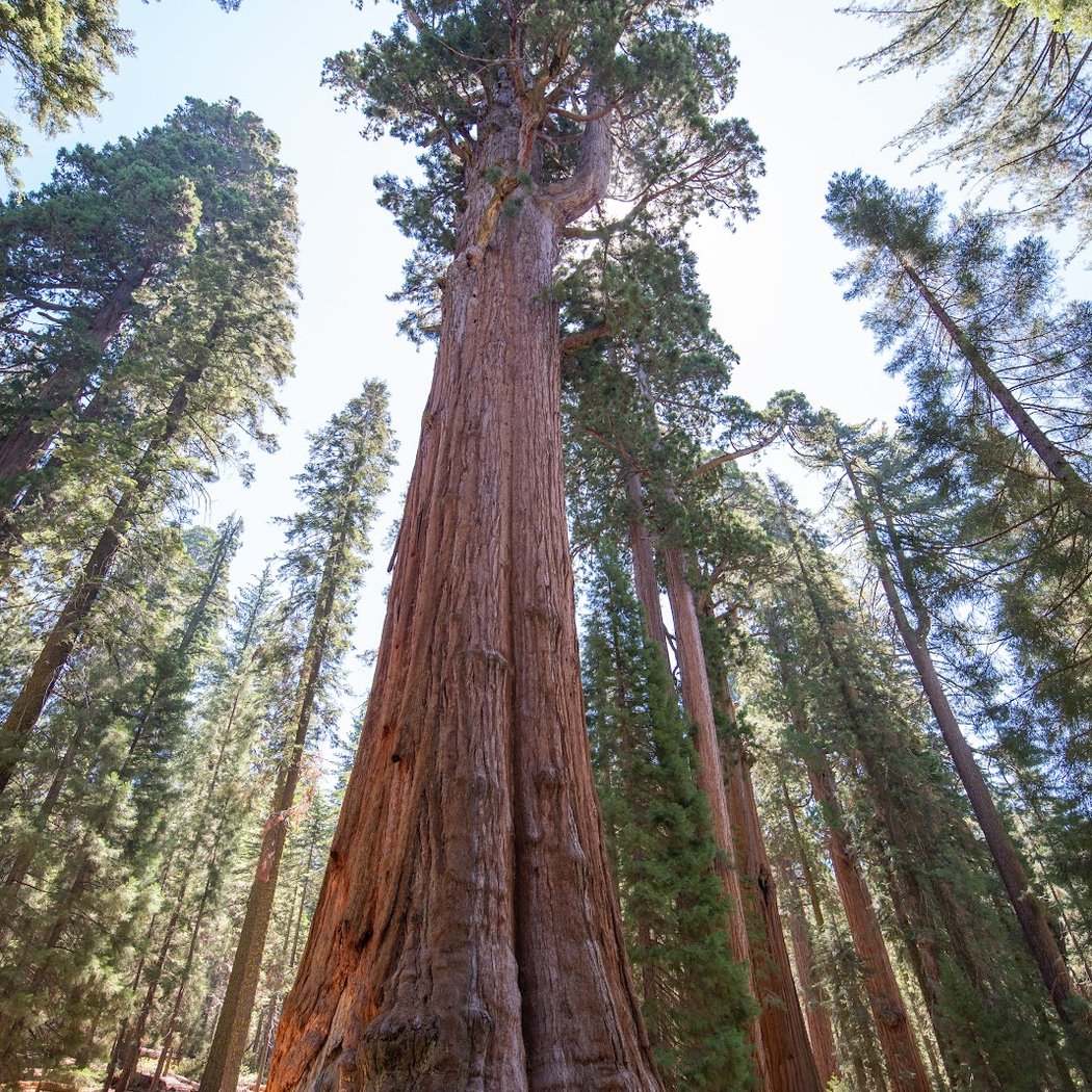 Sequoia National Park 1