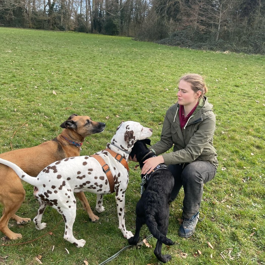 Ker Wouf - Pension canine - Dog sitting - Garde de chiens 1
