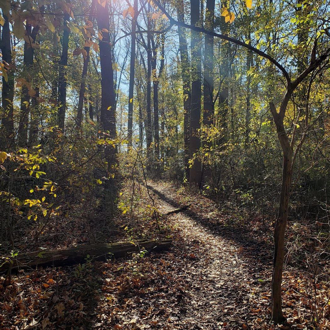 Bryn Coed Preserve 3