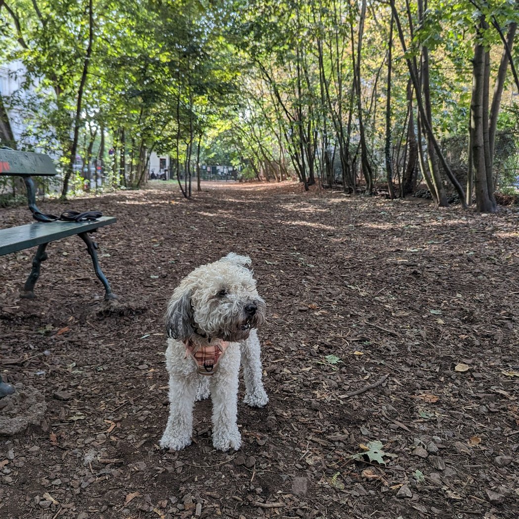 Espace canin 1