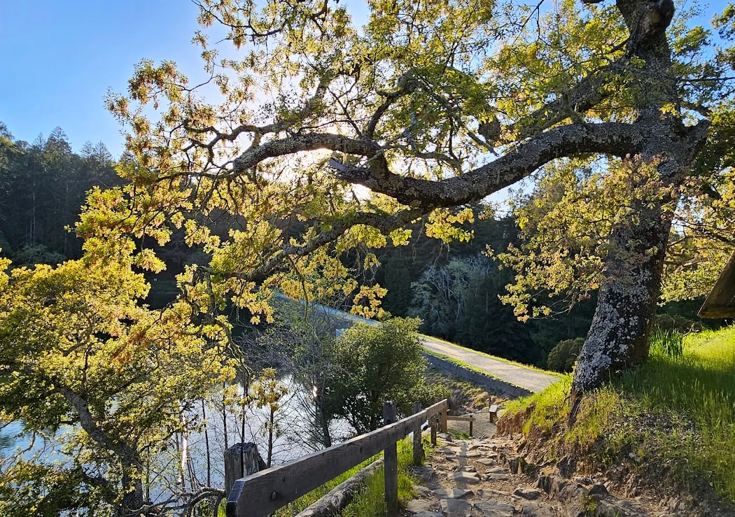 Rooted in Connection Guided Hike: Mount Tam Day of Thanks 1