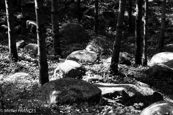 Albert-Kahn Museum and Garden 2