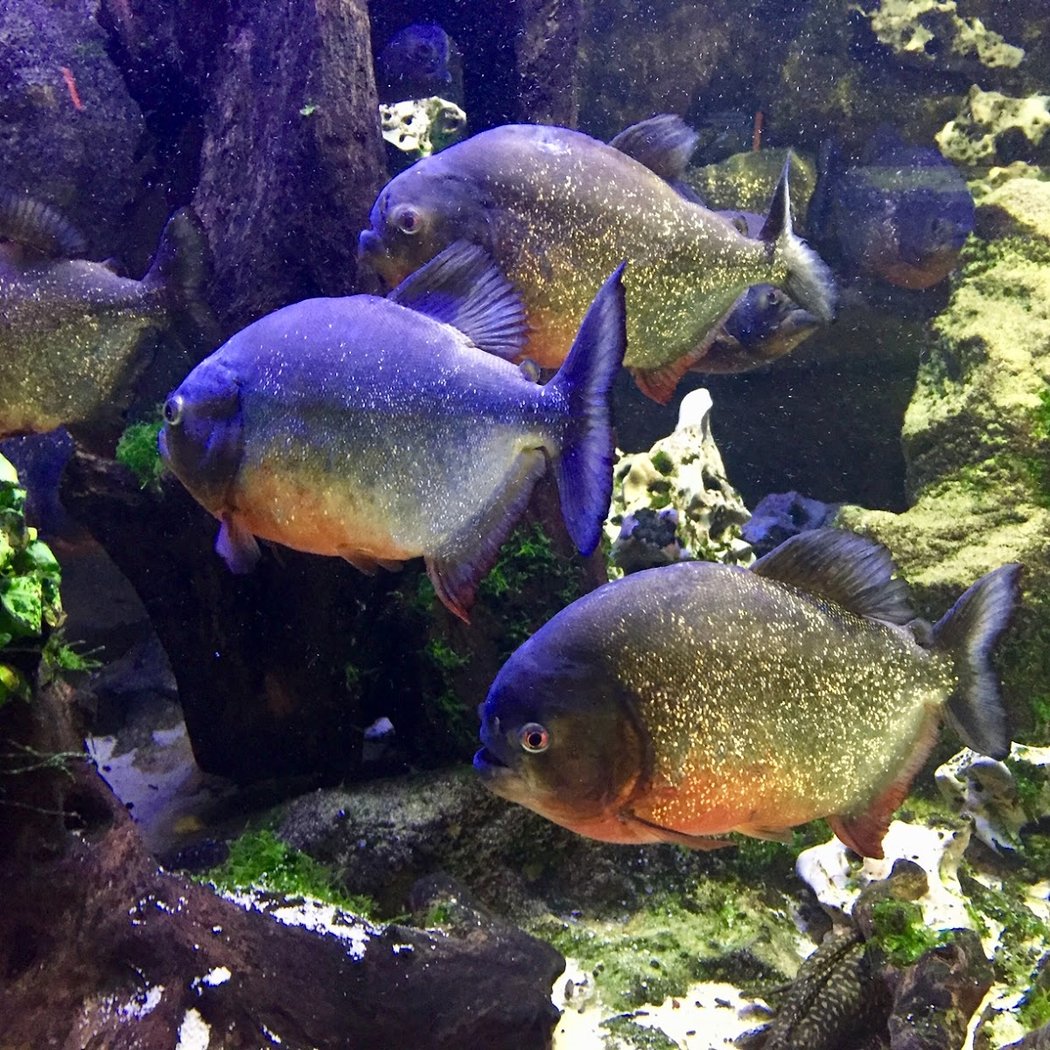 Aquarium du Limousin 3