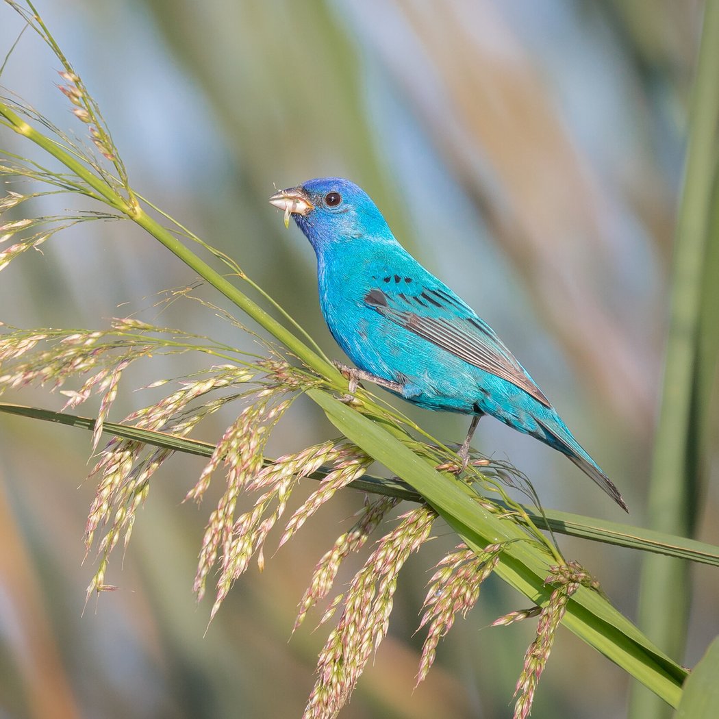 Armand Bayou Urban Bird Survey 2