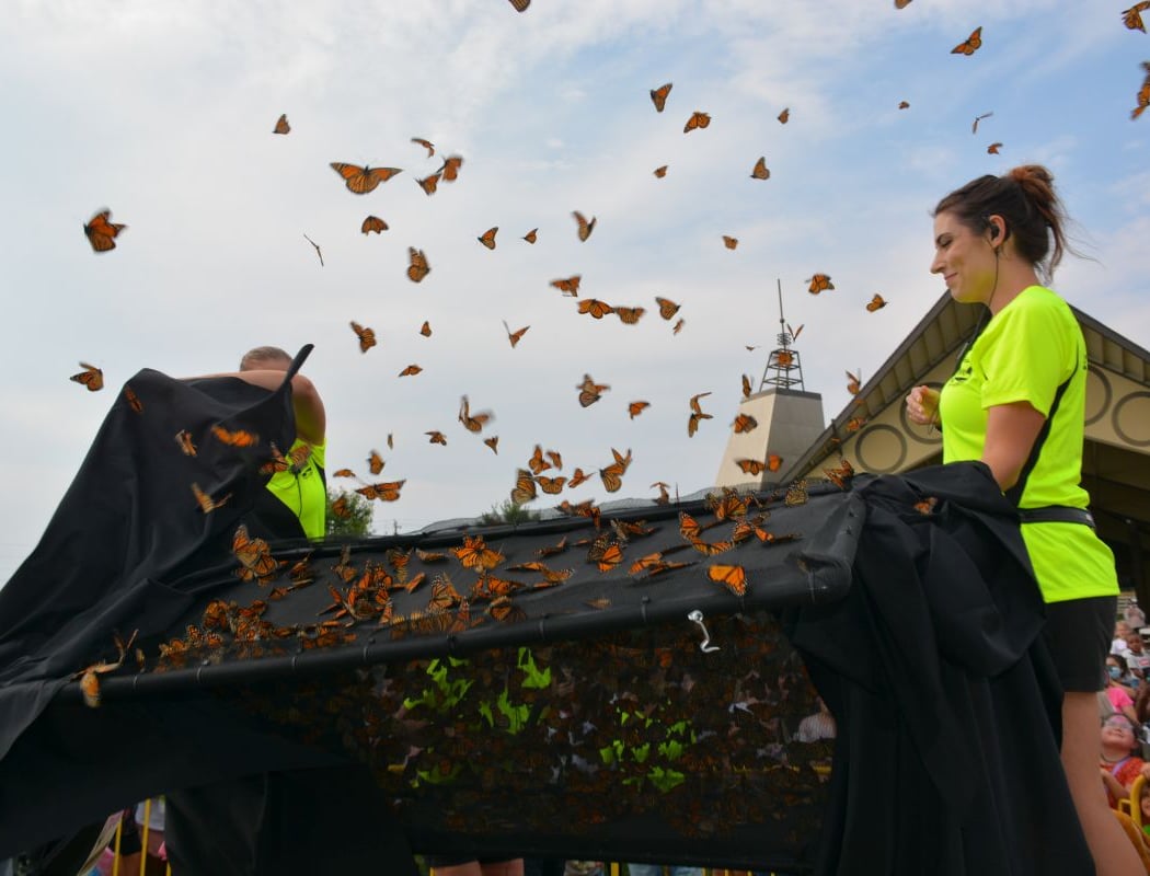 Butterfly Festival 3