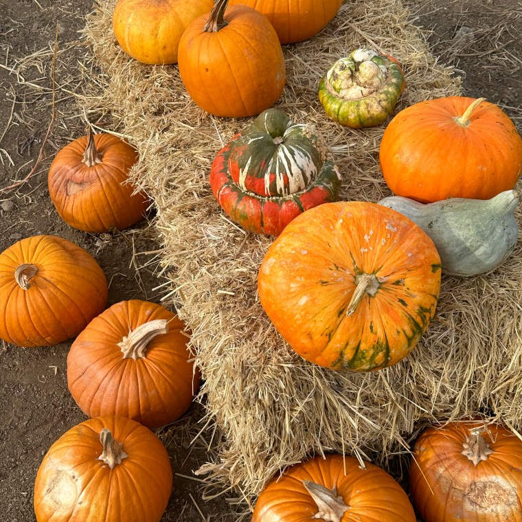Half Moon Bay Art and Pumpkin Festival 3