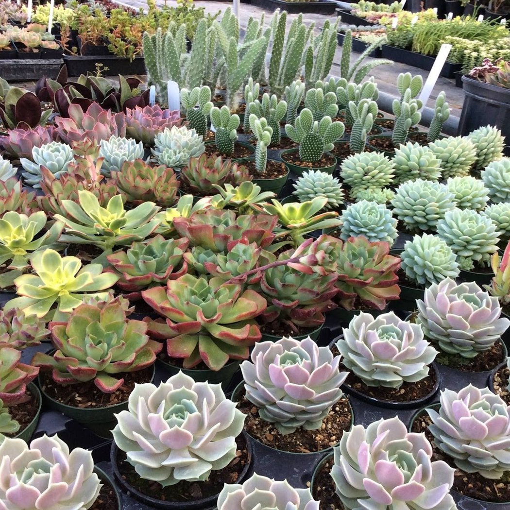 Evergreen Farm 1