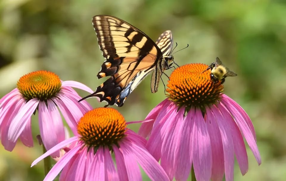 The Pollinators: Who They Are and How We Can Help Them 1