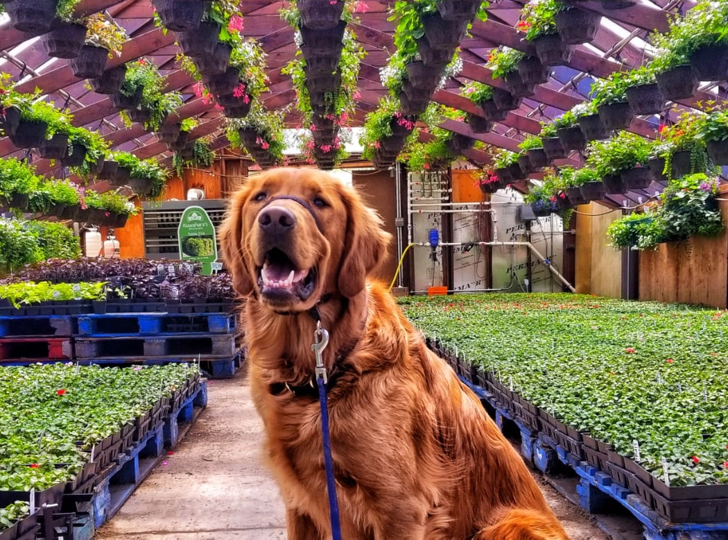 Dog Days of Summer 2