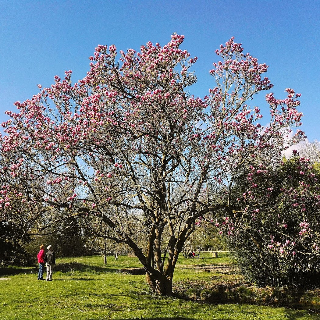 Mills Park 1