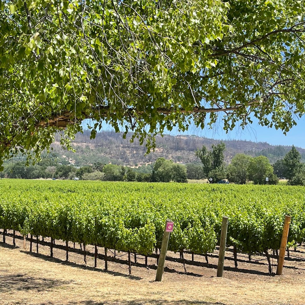 Mother's Day Picnic in the Vineyard 1