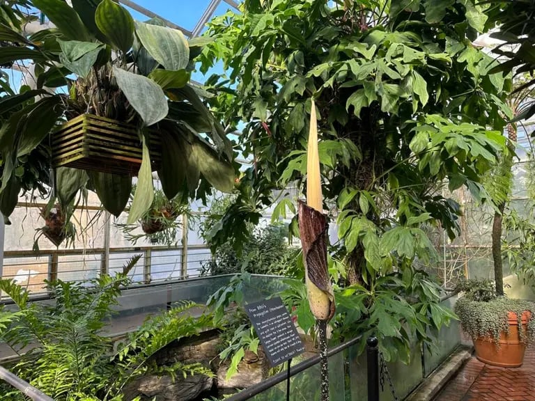 Corpse Flower Bloom 1