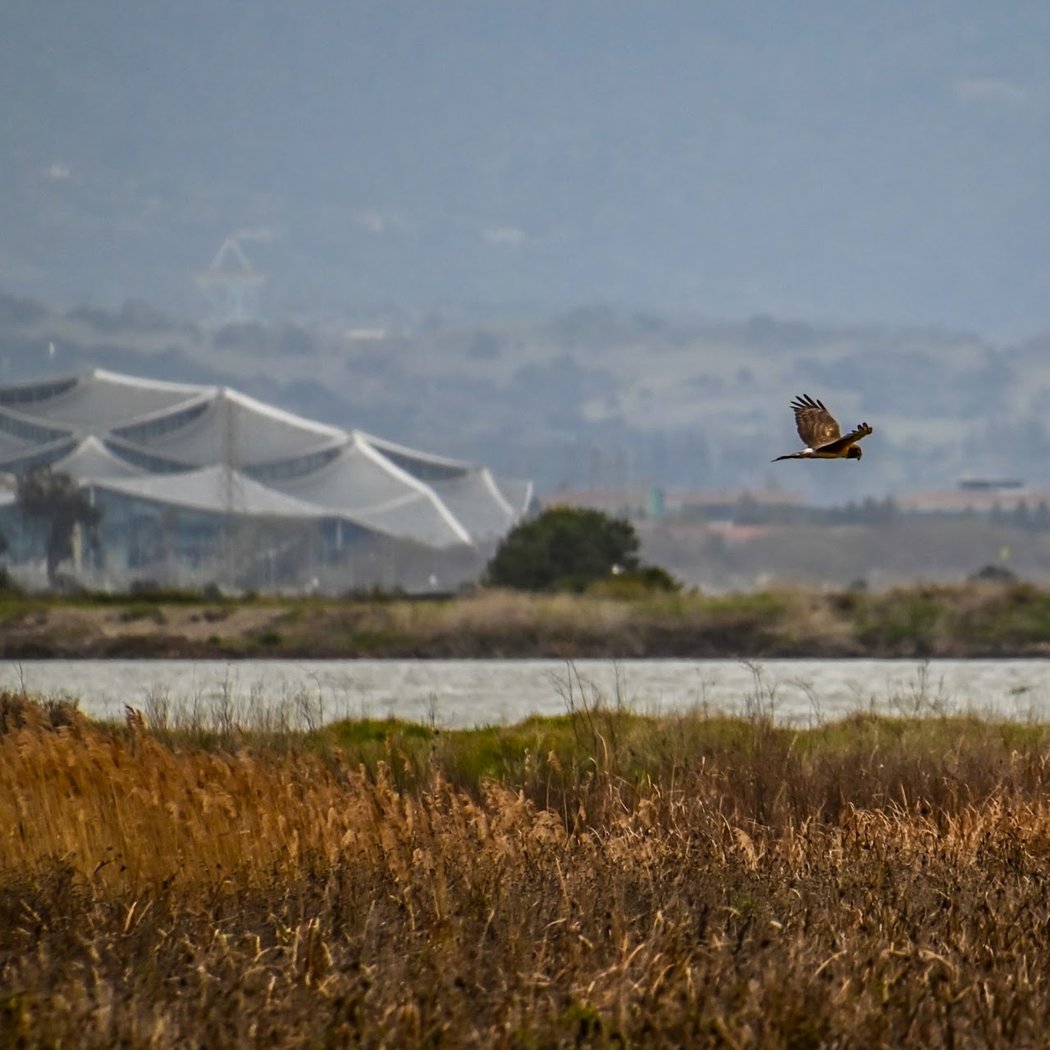 Alviso Slough Trail 3
