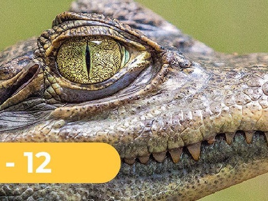 Wild Things Animal Show for Teens 1