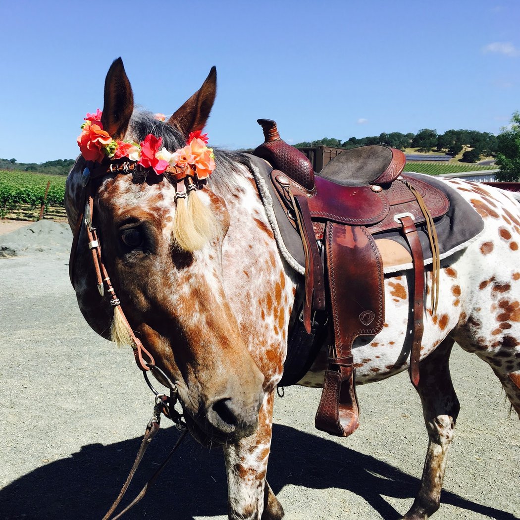 Napa Valley Trail Rides 3
