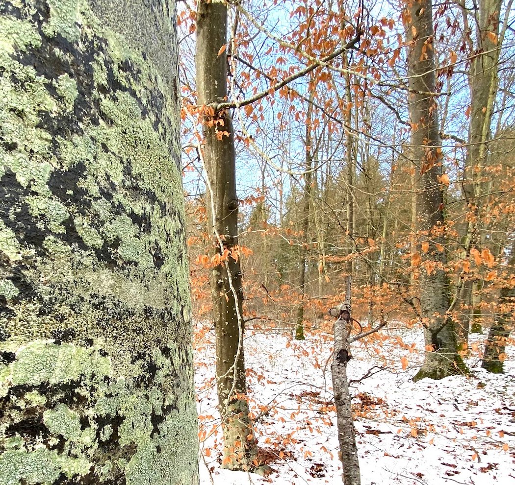 Sentier de la rainette 3