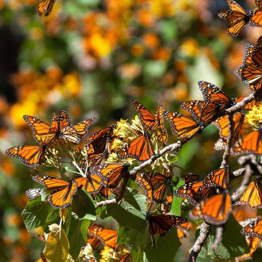 Monarchs meet king tides 2