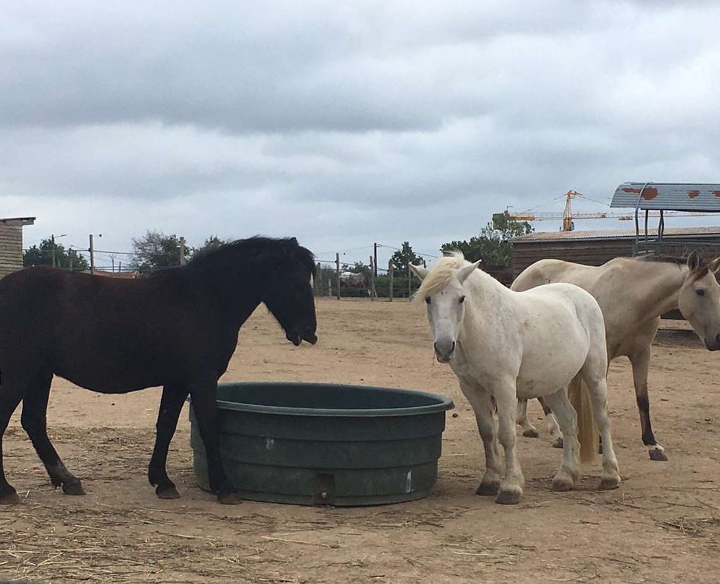 FERME EQUESTRE SESAME SERVICES 2