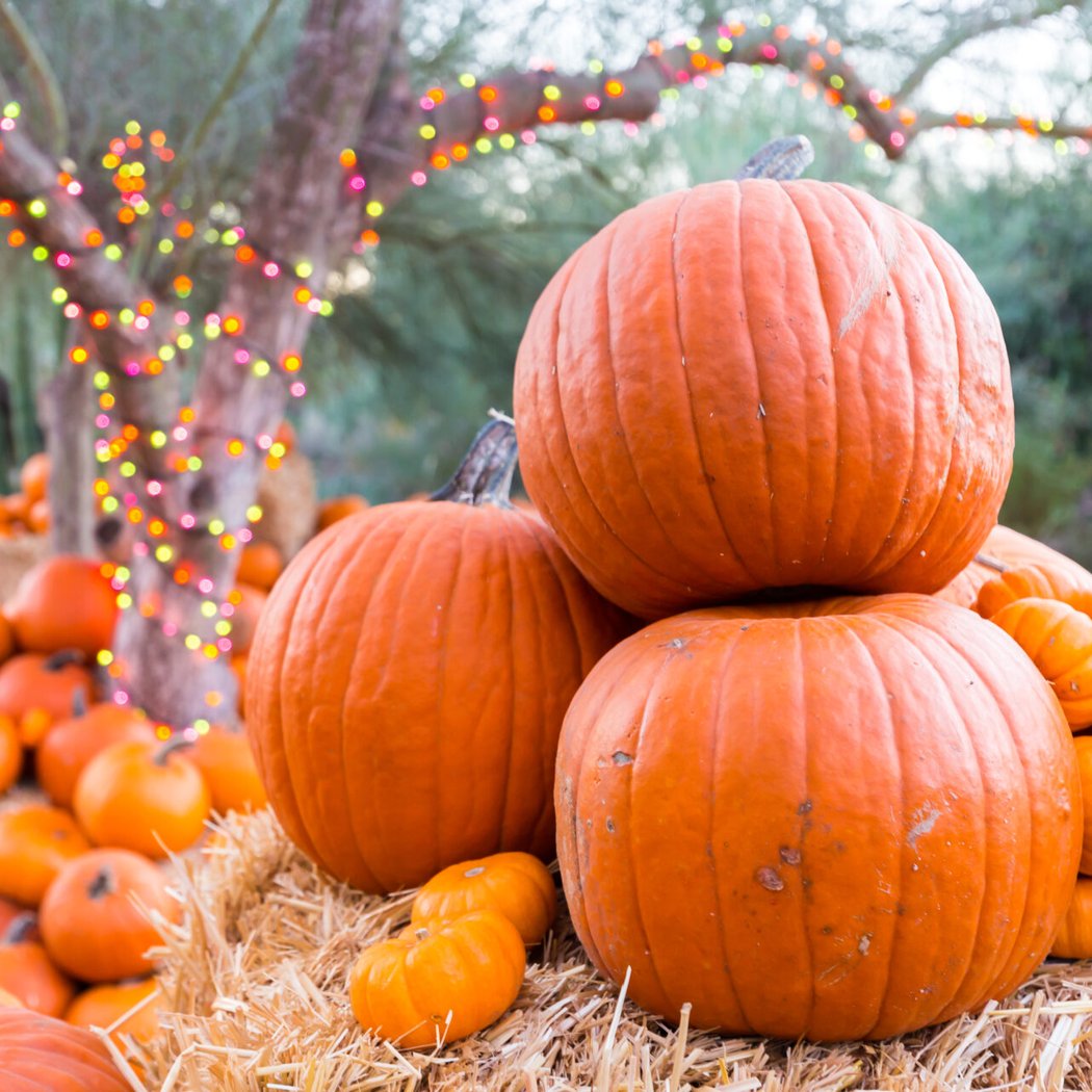 Fall Decor