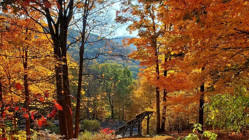 Eye-Opening Look at Climate Change in Northeastern Forests 2