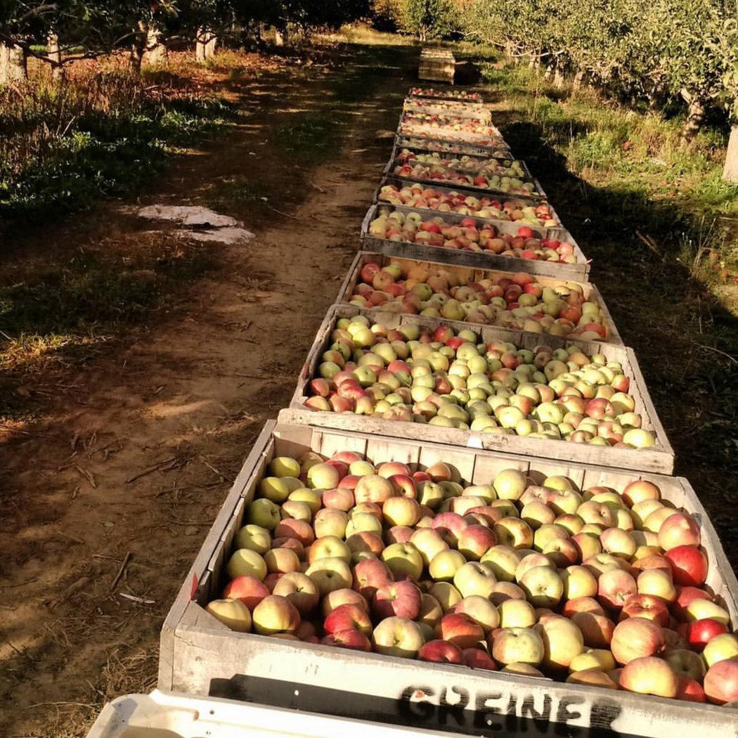 Jenkins - Lueken Orchards 3