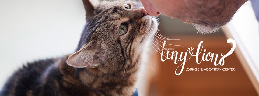 Tiny Lions Lounge & Adoption Center 2