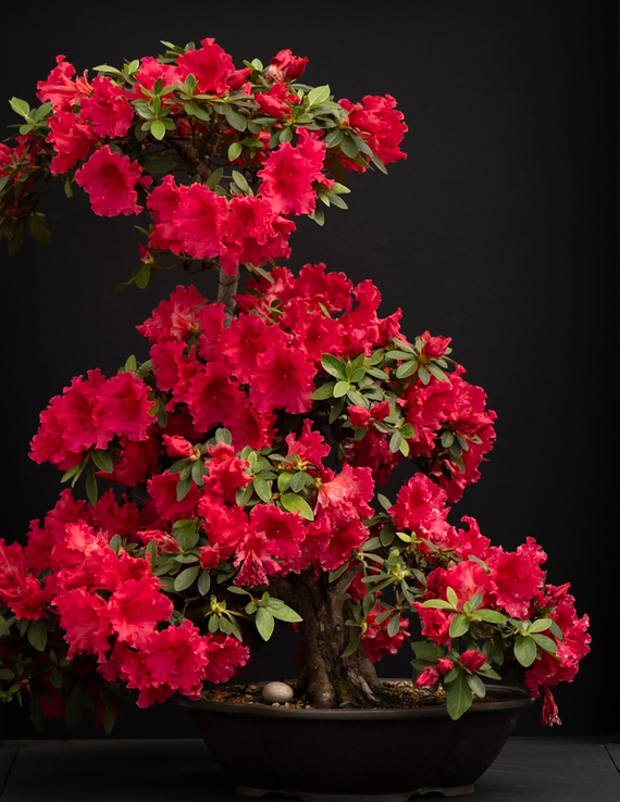 The Bonsai Show: Bonsai & Blossoms 1