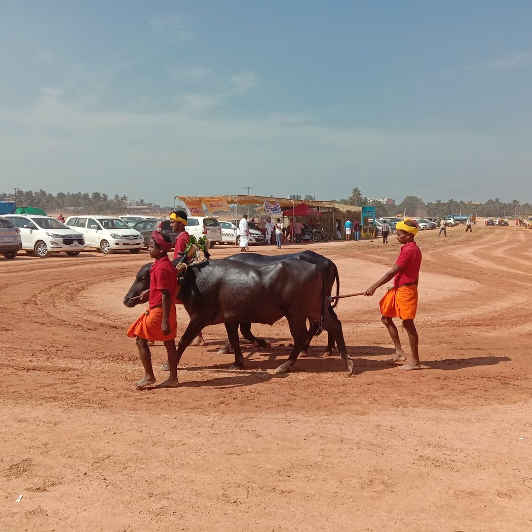 Kotichennaya Trophy, Tug of War Season 4 3