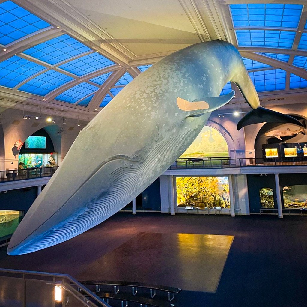 Ocean Life 1