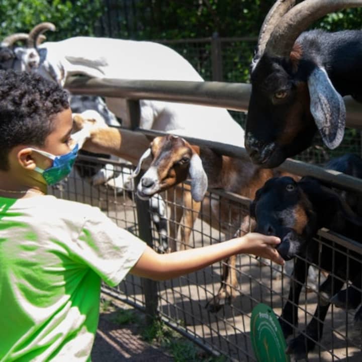 Central Park Zoo Daily Visit 2