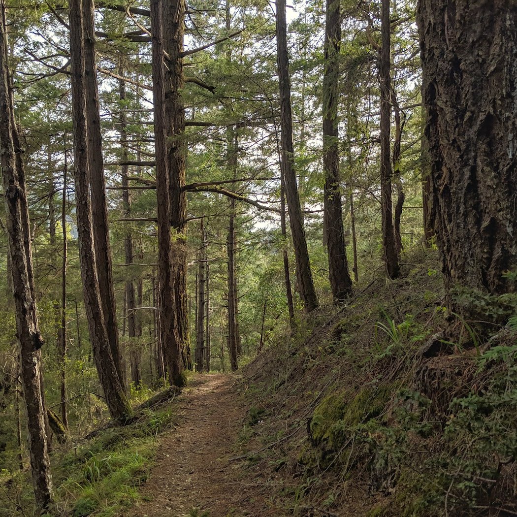Skyline-To-The-Sea Trail 1