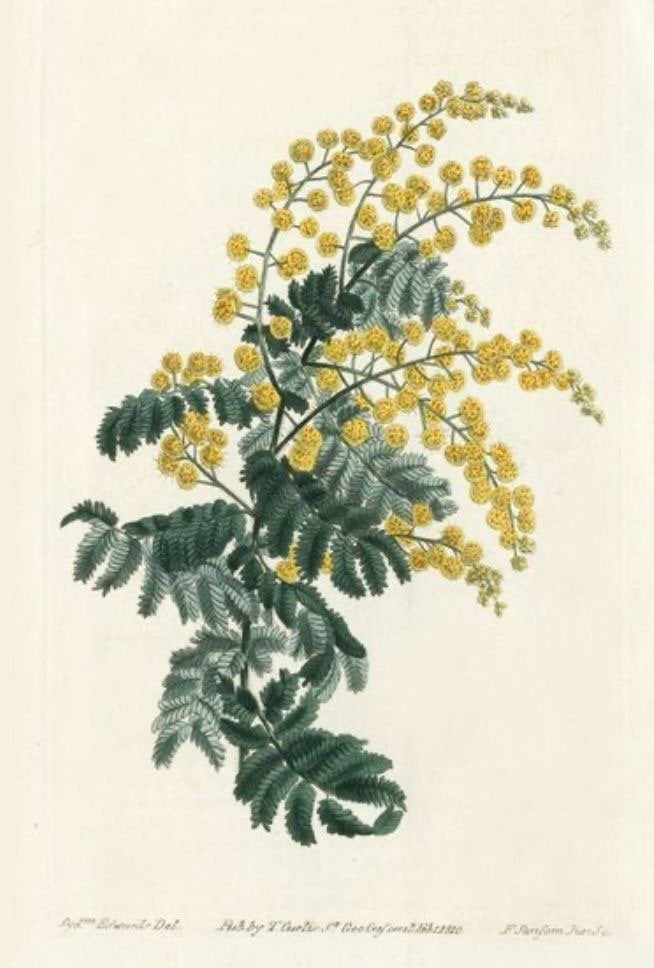 Festa della Donna 1